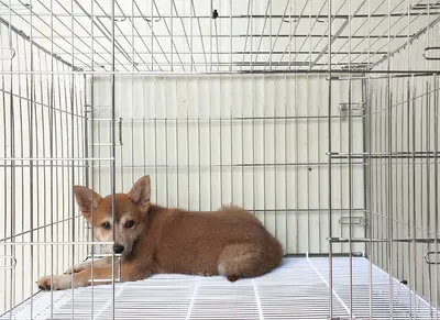 믹스견 사진