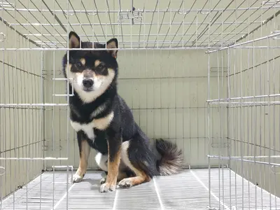 시바 사진