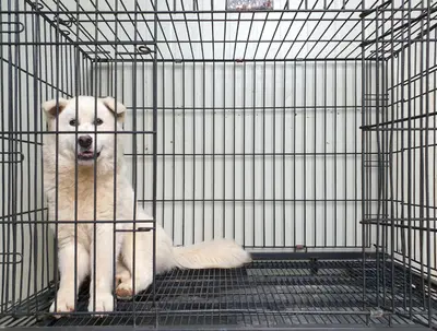 풍산견 사진