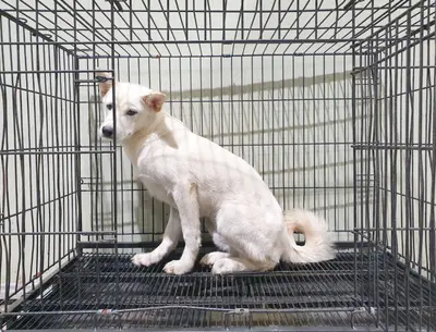 믹스견 사진