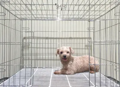 비숑 프리제 사진