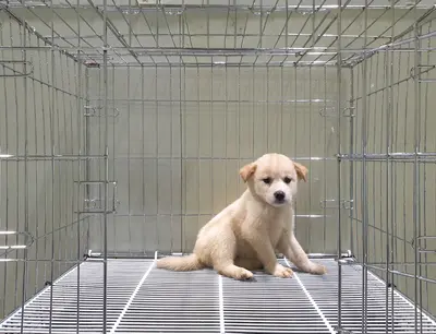믹스견 사진