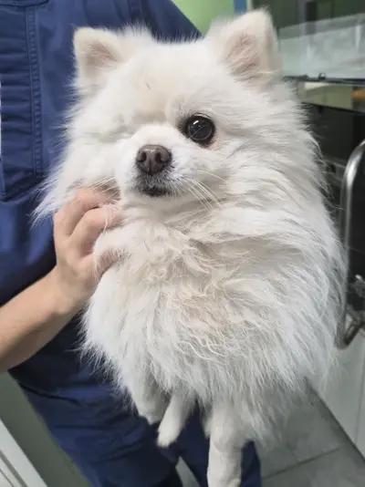 포메라니안 사진