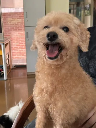 푸들 사진