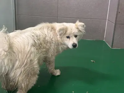믹스견 사진