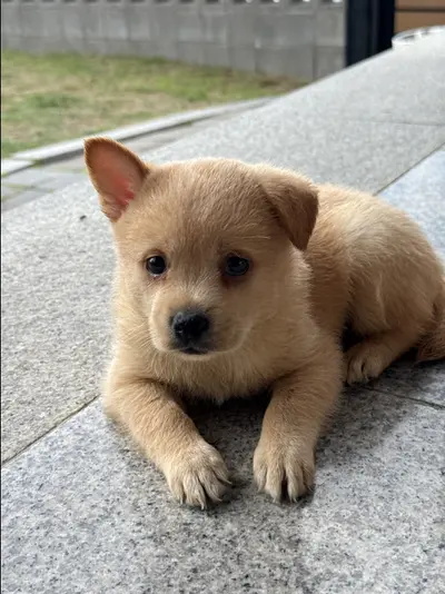 믹스견 사진