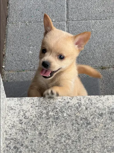 믹스견 사진