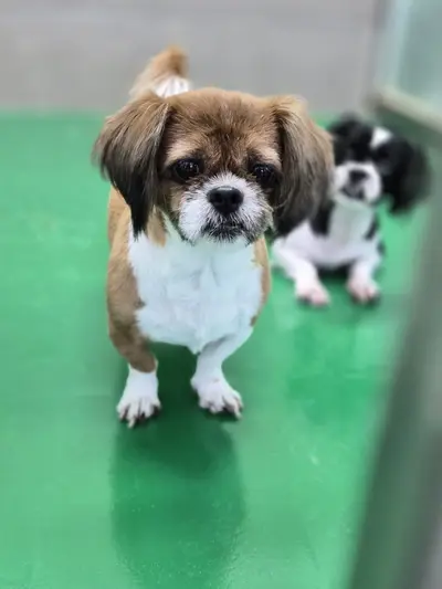 시츄 사진