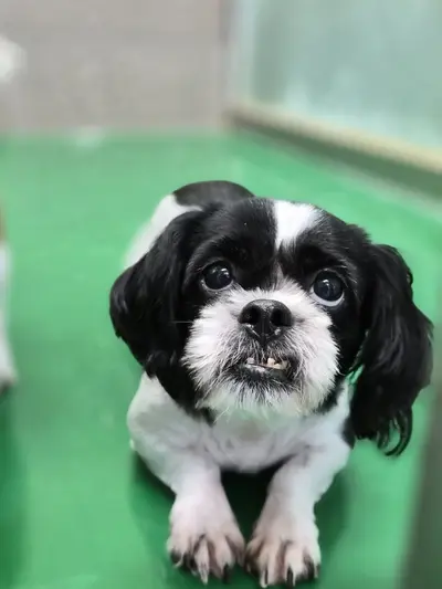 시츄 사진