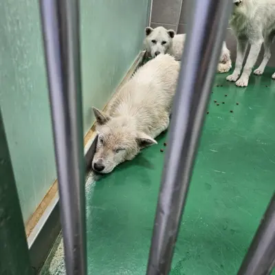믹스견 사진