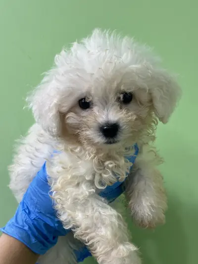 비숑 프리제 사진