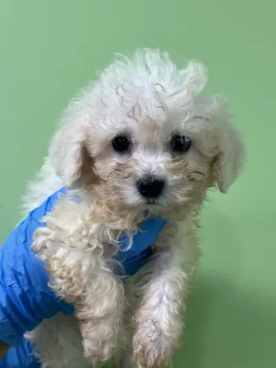 비숑 프리제 사진