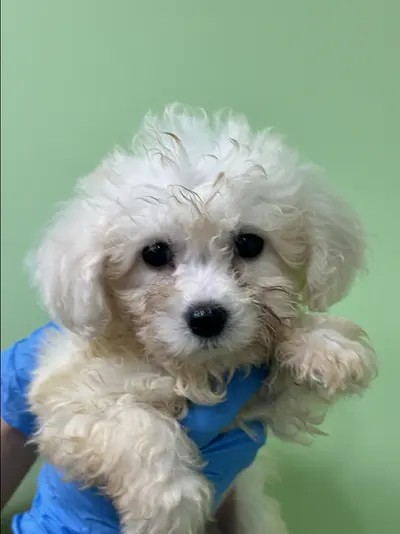 비숑 프리제 사진