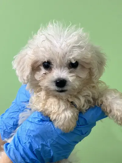 비숑 프리제 사진