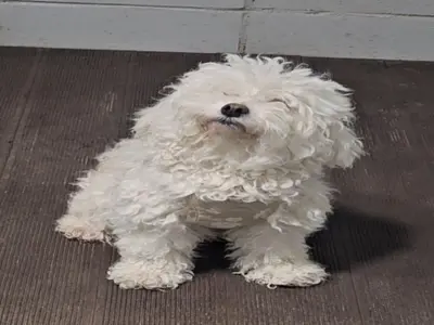 말티즈 사진