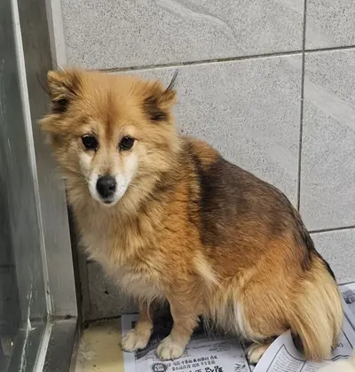 믹스견 사진