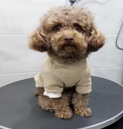 푸들 사진
