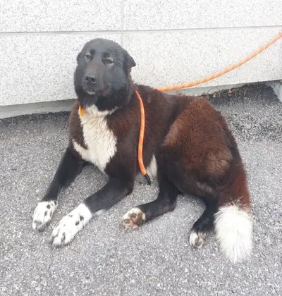보더 콜리 사진