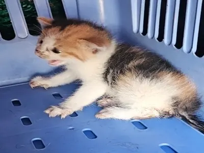 한국 고양이 사진