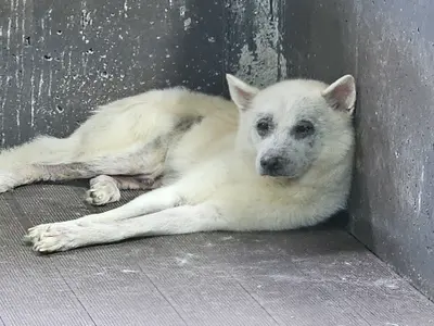 믹스견 사진
