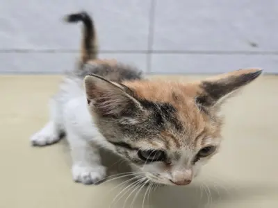 한국 고양이 사진