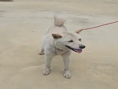 믹스견 사진