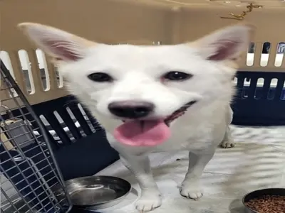 믹스견 사진