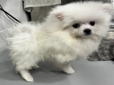 믹스견 사진