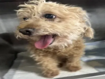 푸들 사진
