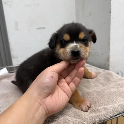 믹스견 사진