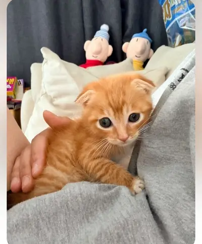스코티시폴드 사진