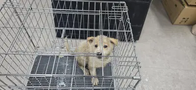 믹스견 사진