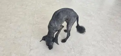 푸들 사진
