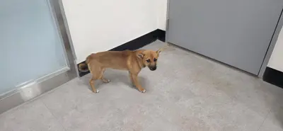 믹스견 사진