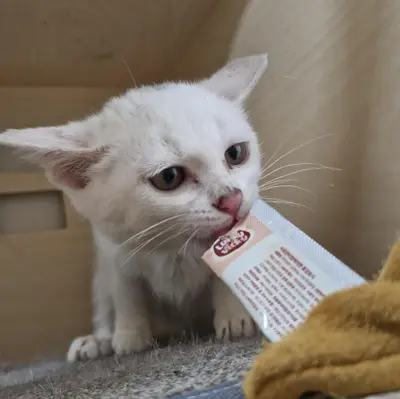 믹스묘 사진