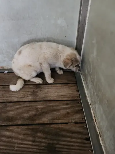 믹스견 사진