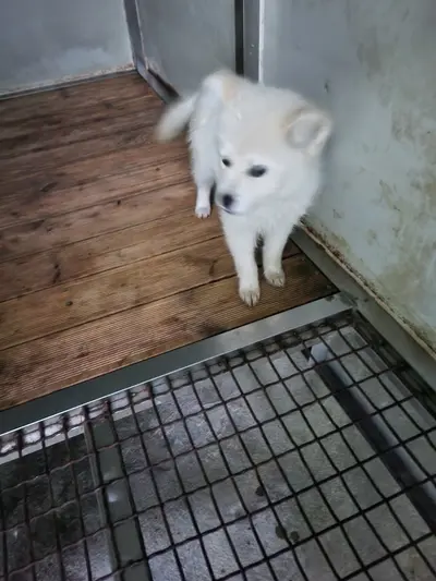 믹스견 사진