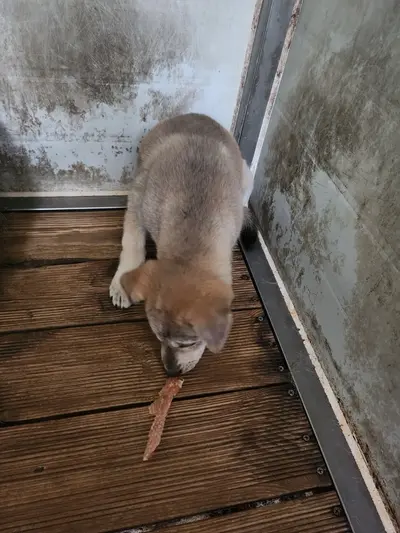 믹스견 사진