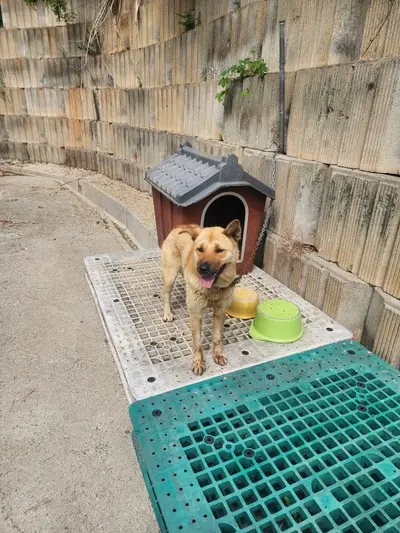 진도견 사진