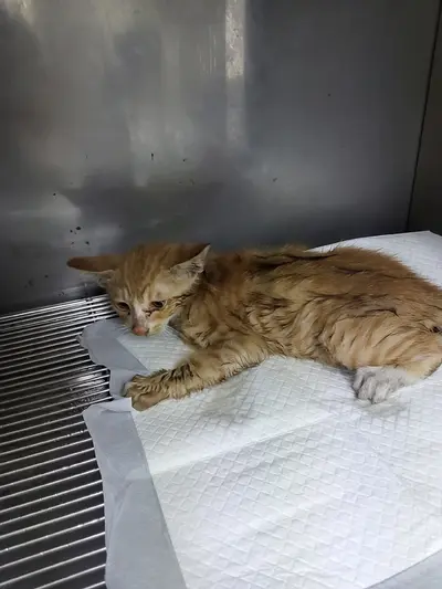 한국 고양이 사진