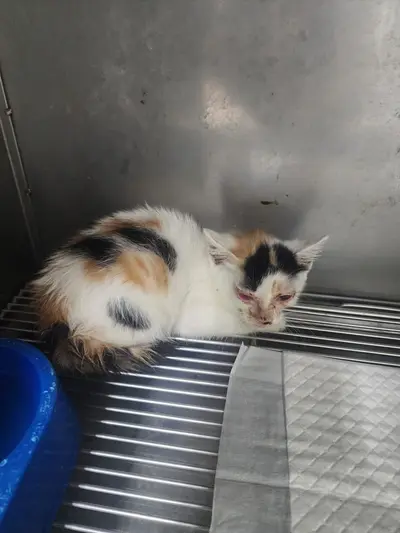 한국 고양이 사진