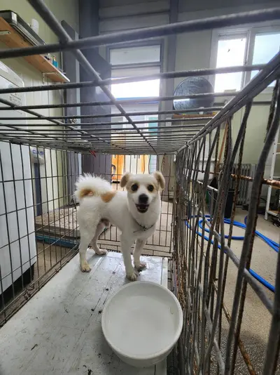 믹스견 사진