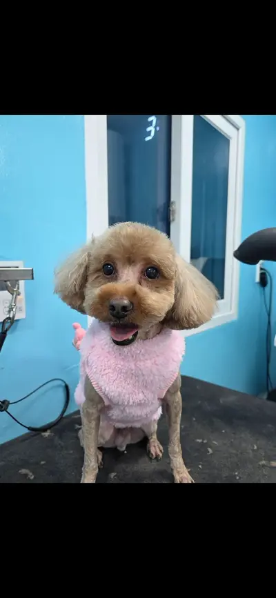 푸들 사진