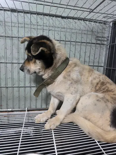 믹스견 사진