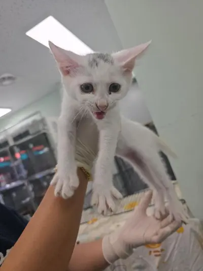한국 고양이 사진