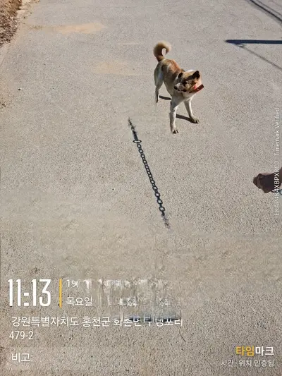믹스견 사진