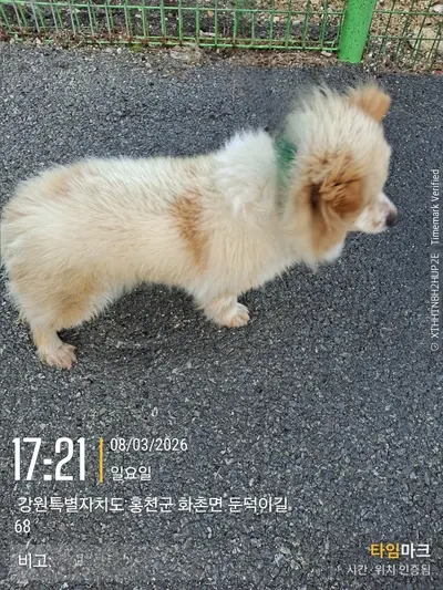 믹스견 사진