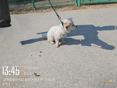 믹스견 사진