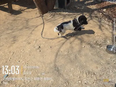 믹스견 사진