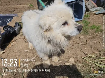 믹스견 사진